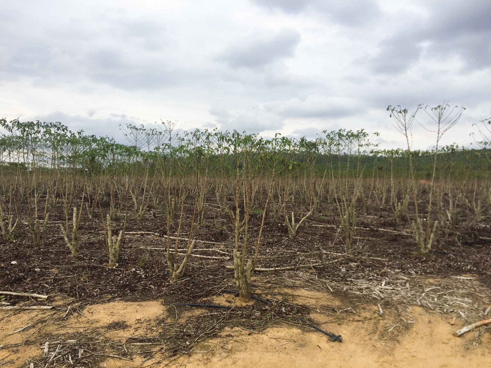 editedcoffee-2-28e67bd25f6eaedfc7219e54d3de15ef0189fc99